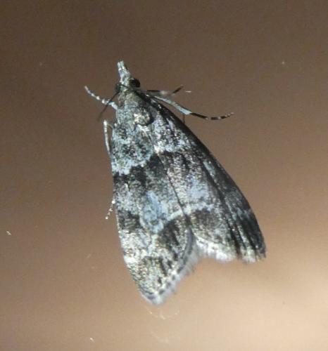 Eudonia mercurella